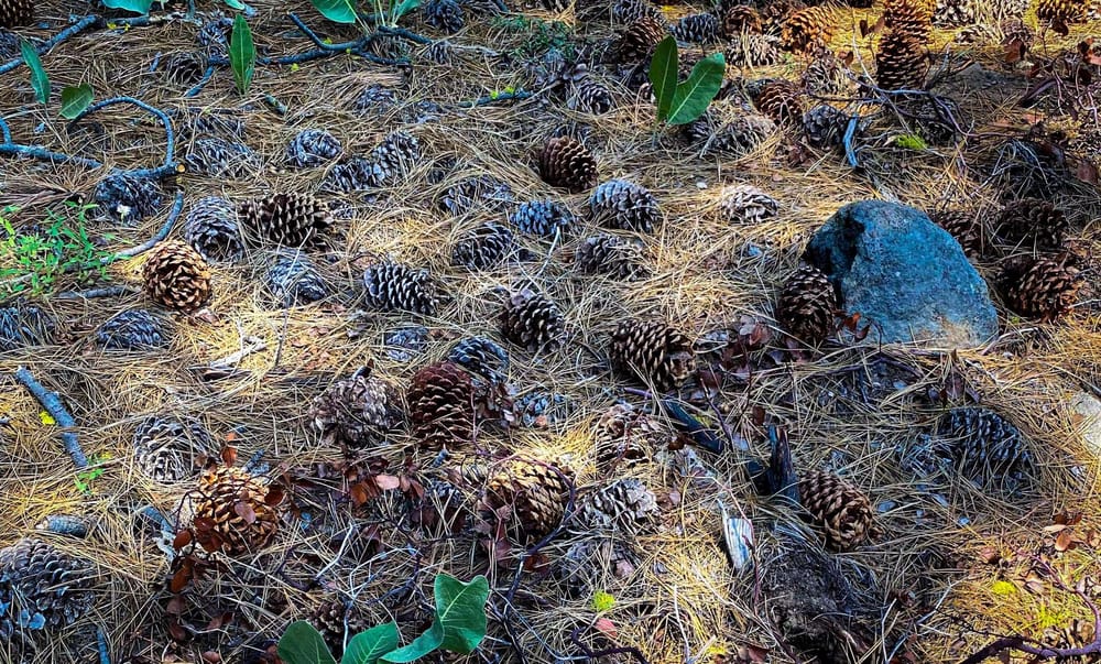 Pineball - for the lolz