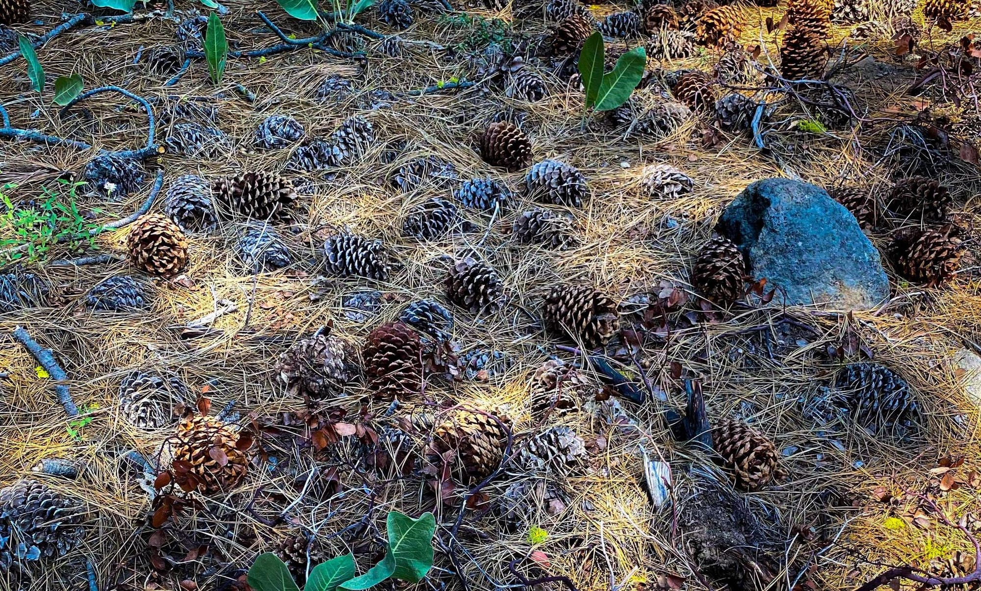 Pineball - for the lolz